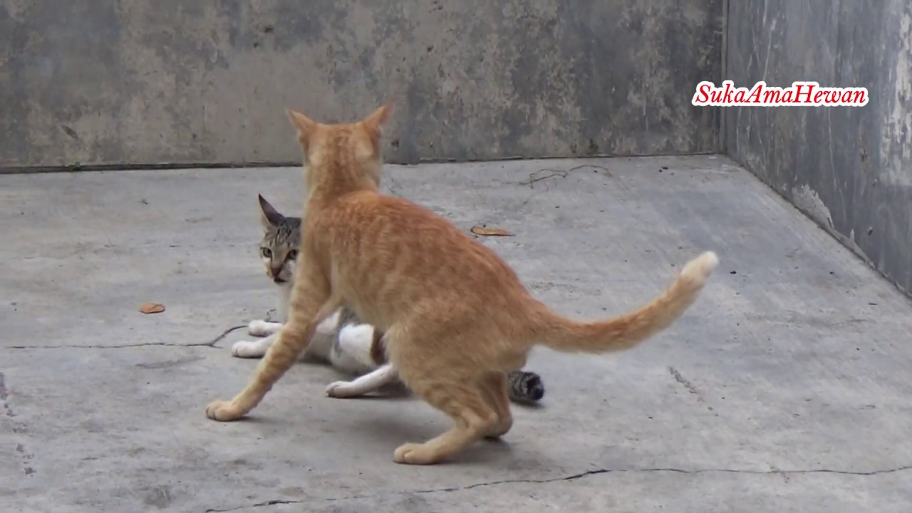  7 Kucing Kawin  Kucing Orange Nyoba Kawen Lagi Nih 