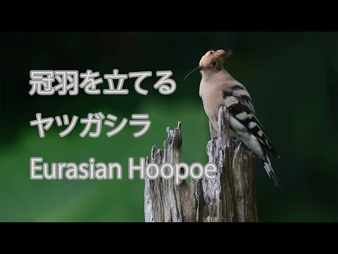 【冠羽を立てる】ヤツガシラ Eurasian Hoopoe