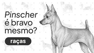 Pinscher: o que ninguém te fala sobre a raça canina