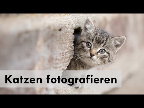 Video: Katzen Fotografieren