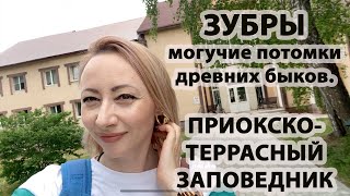 ДОМ ЗУБРОВ: ПРИОКСКО-ТЕРРАСНЫЙ ЗАПОВЕДНИК/ НАШЛИ ЗАТЕРЯННОЕ СЕЛО С ЦЕРКОВЬЮ 1746 ГОДА.