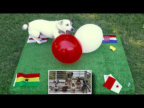 Part 2: Pippin Predicts World Cup 2026 , Groups G-L Balloon Popping Dog World Pup Predictions