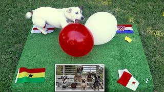 Part 2: Pippin Predicts World Cup 2026 , Groups G-L  Balloon Popping Dog World Pup Predictions screenshot 5
