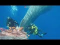 Rescatan a un cachalote atrapado en redes de pesca ilegal