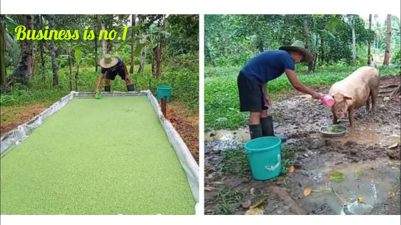 #44 azolla good for animal feed...!!