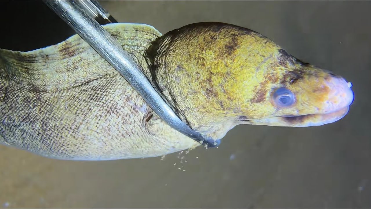 Diving under the sea to catch eels, crabs and sea cucumbers | Part 76-1