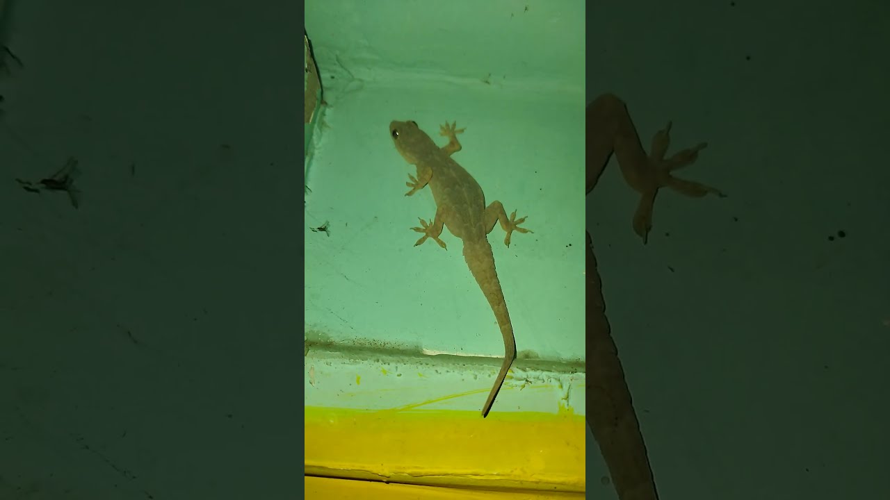 Lizard Video Big Chhipkali Gecko