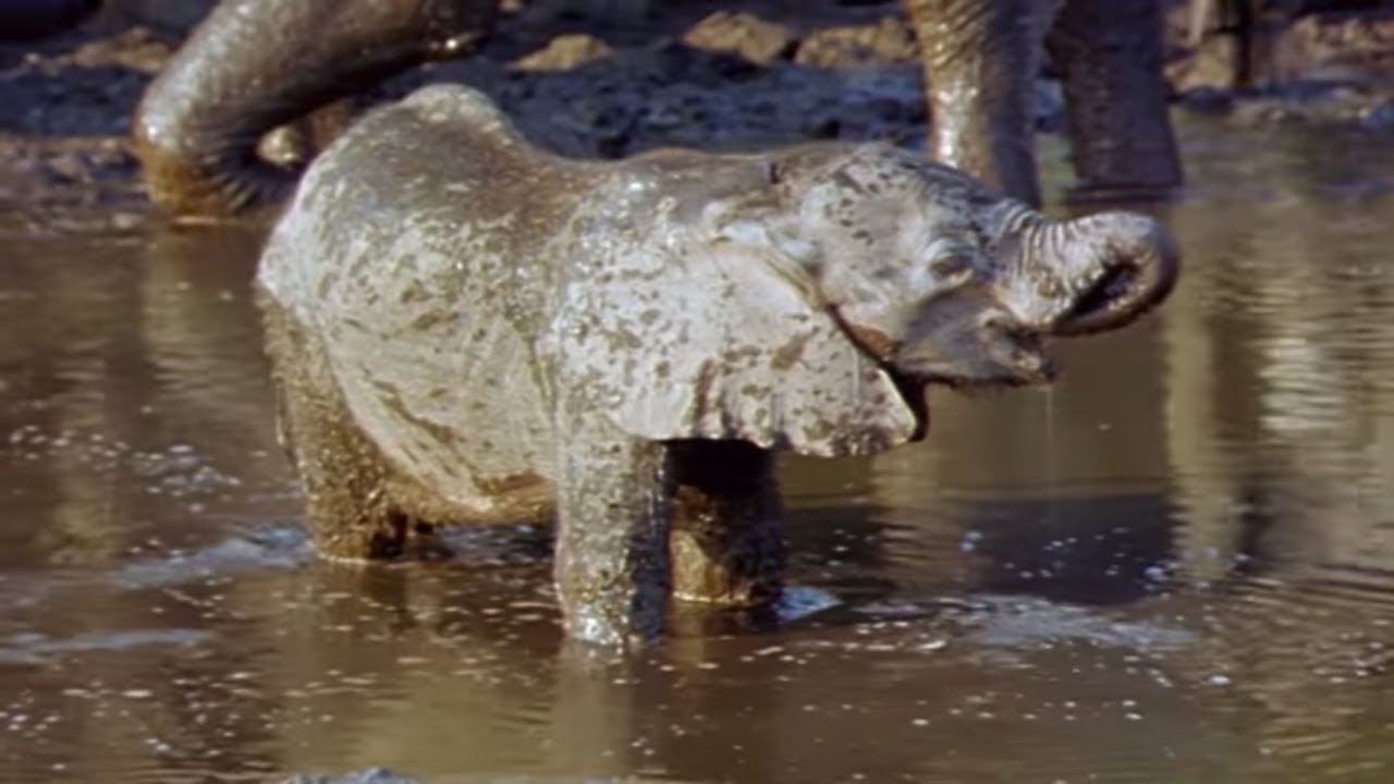 documentaire streaming Elephants Empire 🐘- Baby Elephant | Elephant Documentary | Natural History Channel