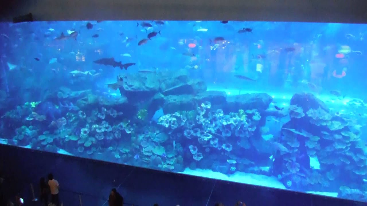 The Dubai Mall Aquarium ドバイモール水族館 YouTube
