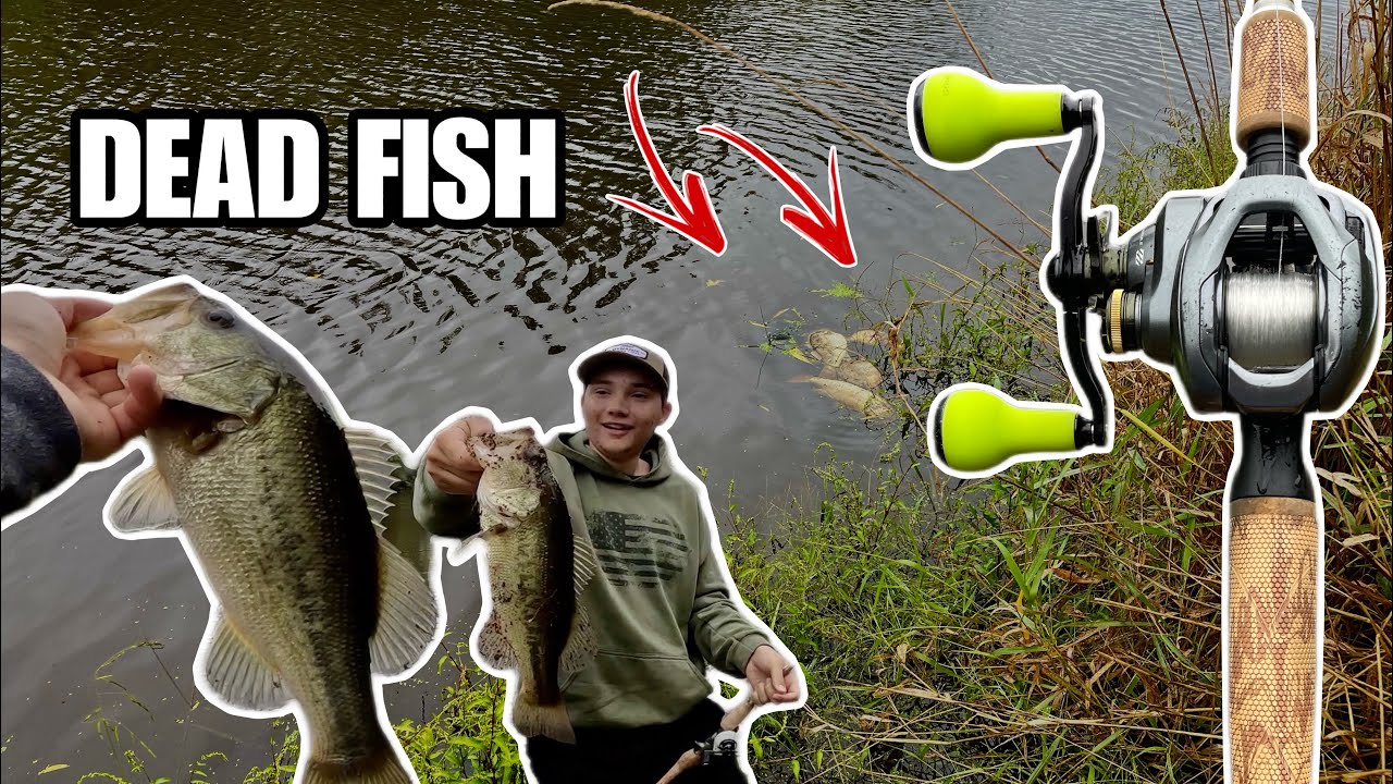 FISHING TOXIC POND LOADED W/ BIG BASS Bass Manager The Best Bass