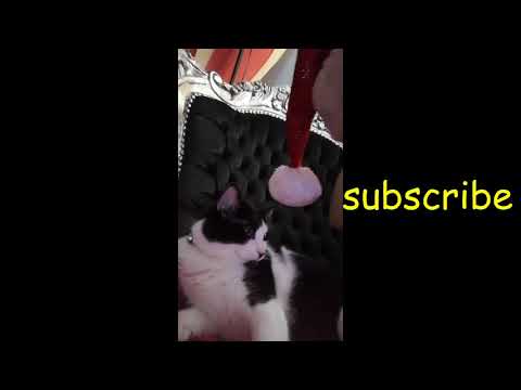 funny tupi,cat and santa helper,playing