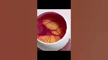 مراحل نمو الكتكوت داخل البيضه في 21 يوما 