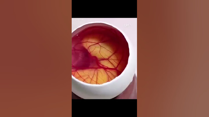 مراحل نمو الكتكوت داخل البيضه في 21 يوما