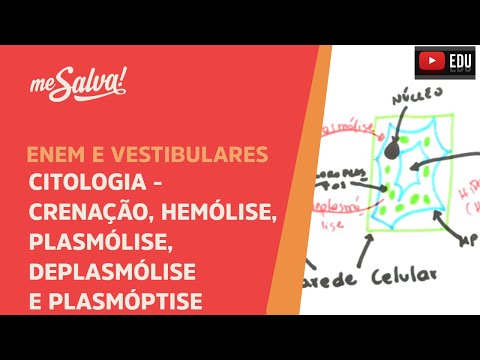 Vídeo: Diferença Entre Plasmólise E Hemólise