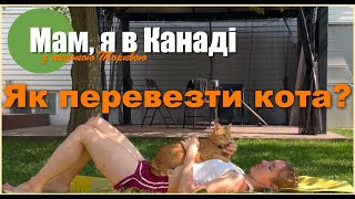 Як перевезти кота закордон? Як літати з котом? Документи, харчування, ліки для кота