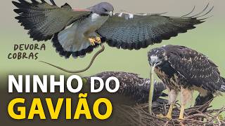 O NINHO do GAVIÃO-de-rabo-branco: O que ele come? | Filhotes, comportamentos e vocalizações da ave! by Planeta Aves 304,923 views 4 months ago 8 minutes, 9 seconds