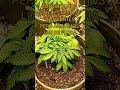 CULTIVO SIN TRANSPLANTES!!!! DIA 1 DE FLORA!!! #reggae #growing #autoconsumo