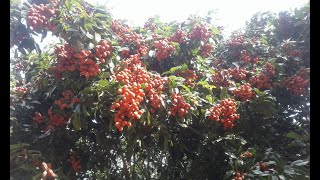 Natural Fruit On The Mountain | Seman Fruit On Kulen Mountain | Natural Fruit