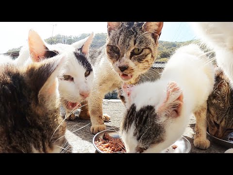 猫島の痩せている猫たちにカルカン(kalkan)とちゅ～るを給餌したらすごい勢いで食べた 野良猫 感動猫動画 ASMR