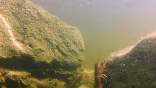 Crayfish of the Rideau River - 4K Slow TV Relaxing Music