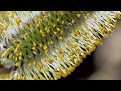 The mathematical miracle in nature