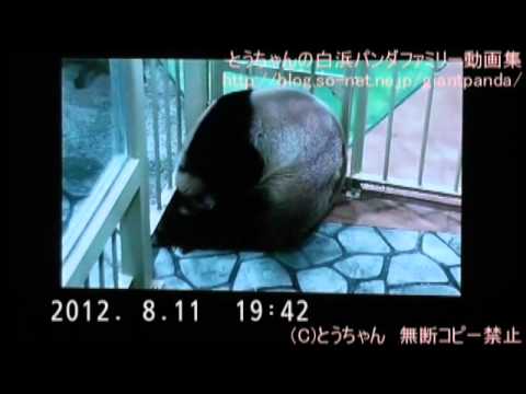 良浜産室のライブ映像　～Live video of Rauhin's delivery room～ 11 Aug.2012