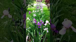 Irysy W Ogrodzie