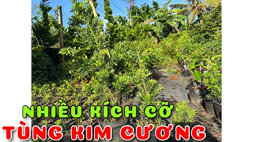 Cây Tùng kim cương giống nhiều kích cỡ | 0386569374 - Ngọc Ngân Bến Tre | Chuyên cây độc lạ