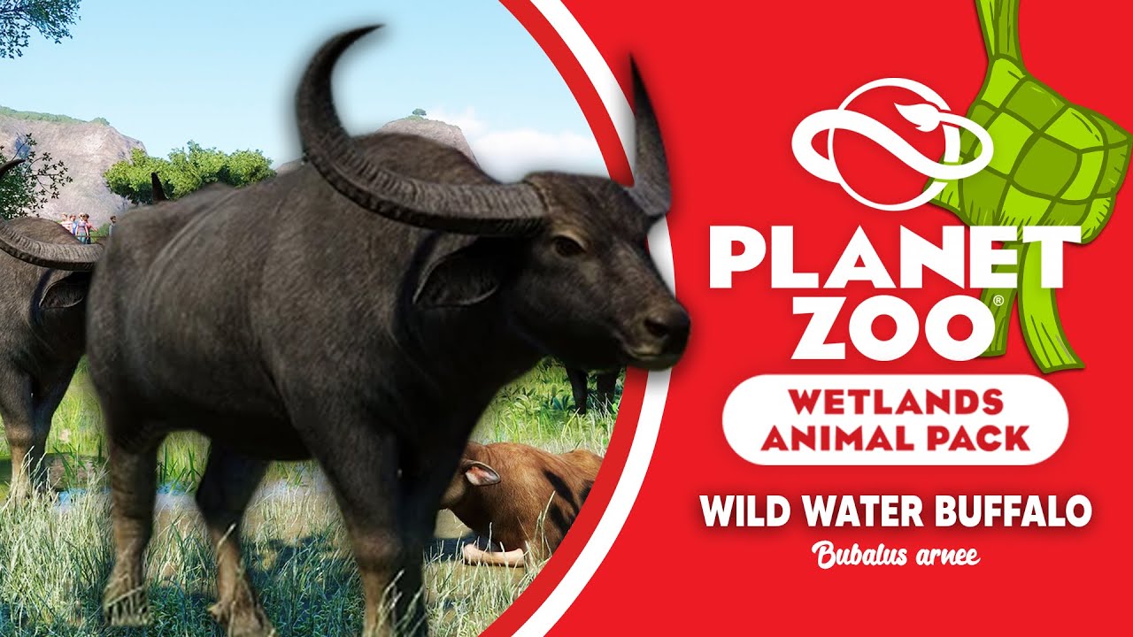 🔴[ WILD WATER BUFFALO ] ZOO EID MUBARAK YouTube