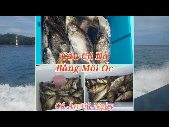 Câu cá dò bằng mồi ốc | Cá ăn cả ngày | Câu cá 77 Channel
