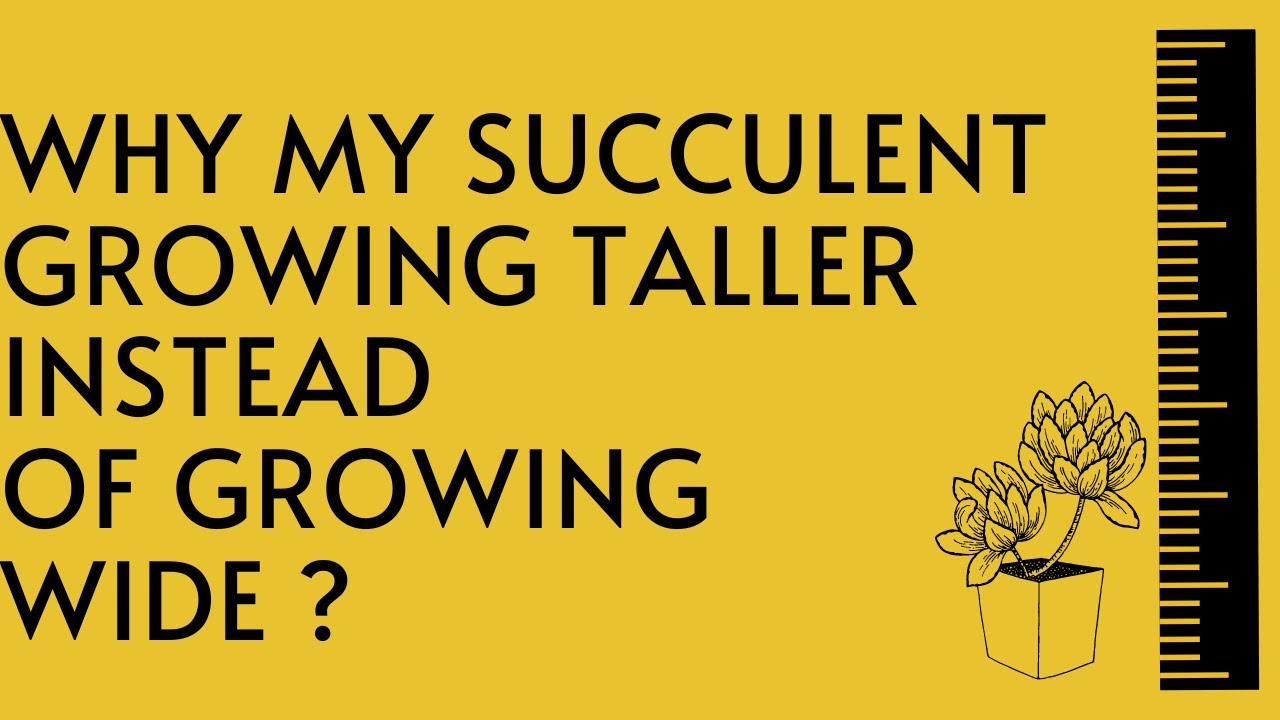 || SUCCULENT FAQ 57 || WHY IS MY SUCCULENT GROWING TALLER INSTEAD OF  GROWING WIDE ||