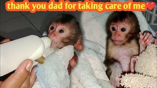 give milk to newborn baby monkeys before sleeping at night, so they are not thirsty and hungry