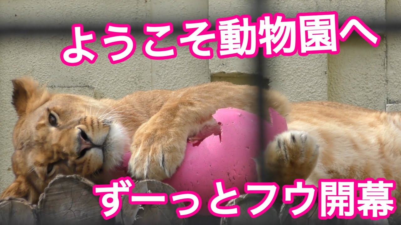 《釧路市動物園ライオン》フウ大好きファンに送る。オモチャでずっと遊ぶ様子をお届け。アップ映像たっぷり。オリトファミリー娘フウvol709.For fans who love lion Fuu!