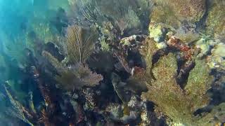 Yellowtail Parrotfish