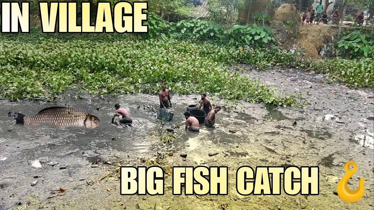 Big fish catch in Village / video captured by Shihab hasan . - YouTube