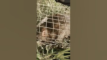 RỒI SẢY LUÔN [] SĂN LÙNG LOÀI CHUỘT LỚN NHẤT VIỆT NAM | Ngô Văn Lam #bẫy #chuột #shorts  @ngovanlam