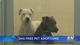 Dallas Animal Services Offering Free Pet Adoptions For New Year's Promotion