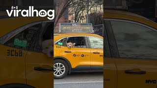 Den Retriever Waves From Taxi Viralhog