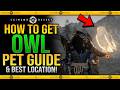 Crimson Desert - How To Get OWL Pet Tame / Best OWL Locaition Guide - How To Catch Owl