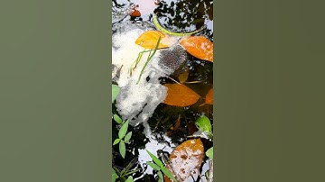 Ổ bọt của cá sặc trong đìa nhà #shorts│Yêu Miền Tây 63