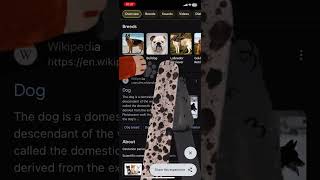 Famous Google Easter egg “dog” #easteregg #google #tryit Profile