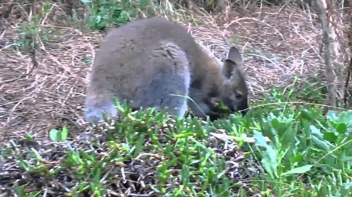 auWallaby 038.MOV
