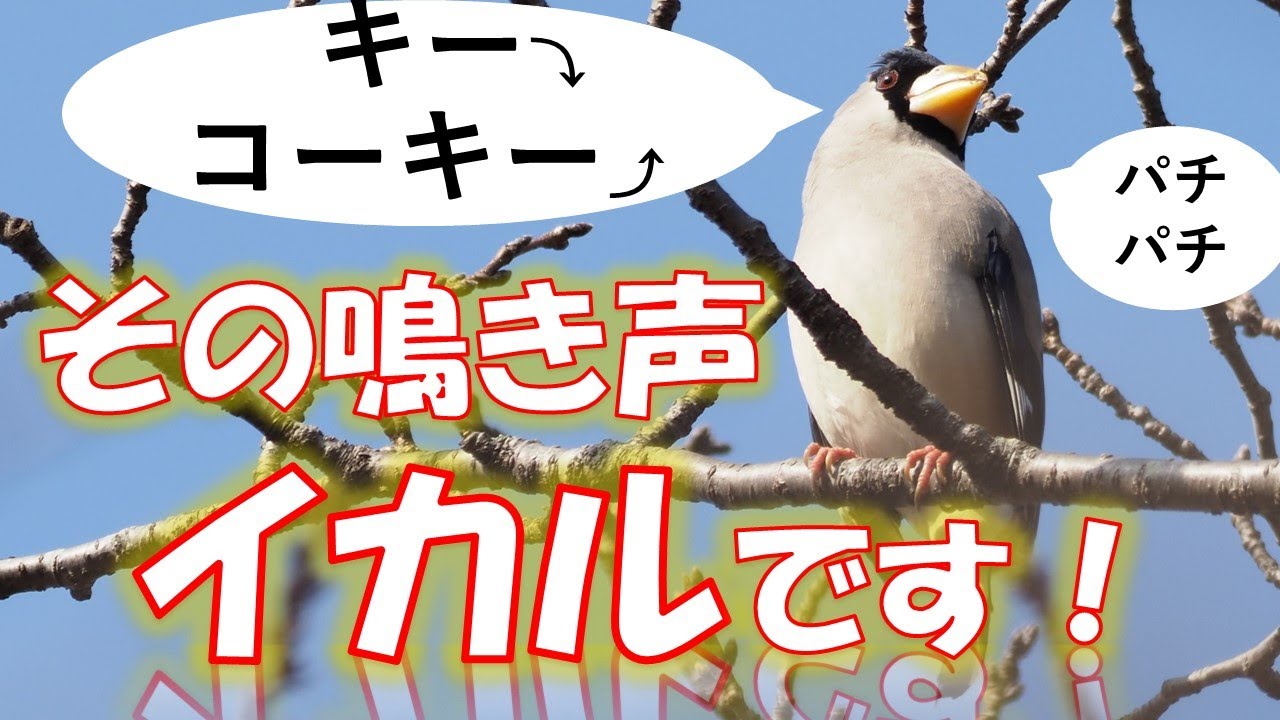 イカル の 鳴き声