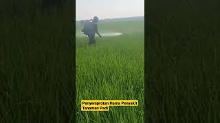 Penyemprotan Hama Penyakit Tanaman Padi