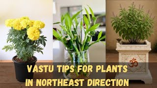 उत्तर-पूर्व दिशा में कौन से पेड़-पौधे लगाएं ~ वास्तु Vastu tips for Plants in Northeast direction