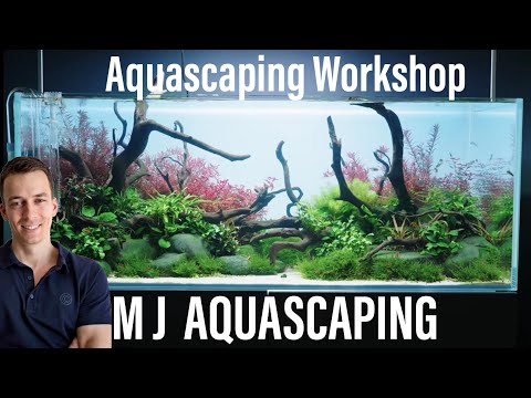MJ Aquascaping Workshop at Aquarium Gardens | Creating an Aquascape with a Pro