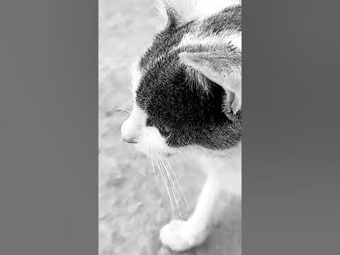 lazycat - YouTube