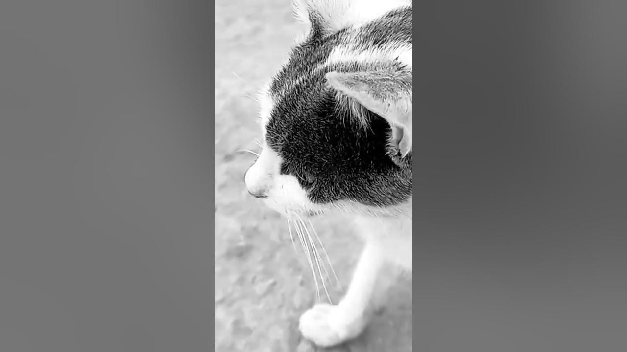 lazycat - YouTube