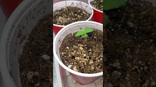checking out the male plant -24 hours  outside - update of flowers garden