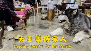 Dawang greeted sister, got his favorite beef, and Laifu also got a new raincoat!